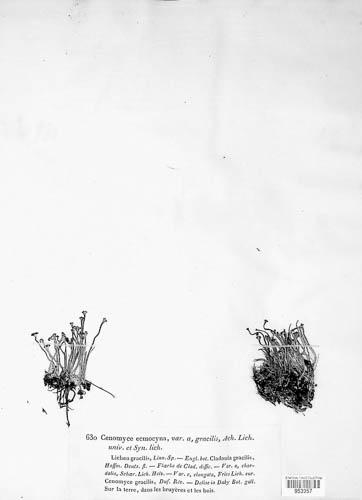 Cladonia ecmocyna image